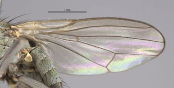 Media type: image;   Entomology 11180 Aspect: front wing